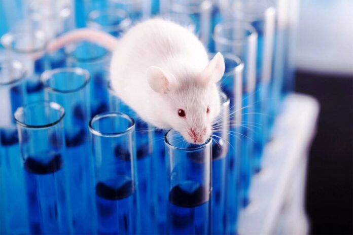 ratones-ciencia-1-1536x1024