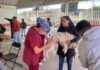 Gobierno de la alcaldesa Rosi Wong impulsa campañas de esterilización gratuita para los seres sintientes de Tecámac