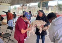 Gobierno de la alcaldesa Rosi Wong impulsa campañas de esterilización gratuita para los seres sintientes de Tecámac