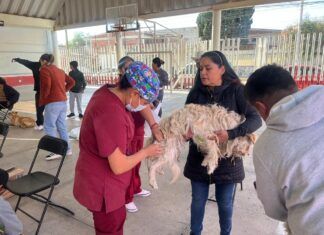 Gobierno de la alcaldesa Rosi Wong impulsa campañas de esterilización gratuita para los seres sintientes de Tecámac