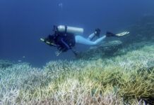 Ola de calor blanqueó en tres años 50% de los corales