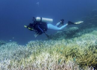 Ola de calor blanqueó en tres años 50% de los corales