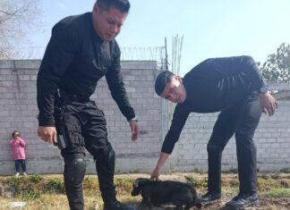 Guardia Civil de Tecámac pone a salvo a cachorro en canal de San Pedro Atzompa; Administración de alcaldesa Rosi Wong refrenda compromiso con los seres sintientes