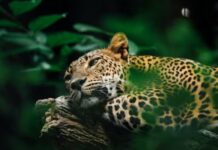 Registran por primera vez la presencia del jaguar en la Sierra Gorda de Guanajuato