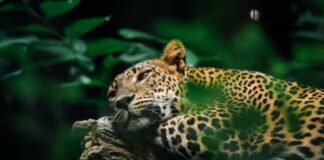 Registran por primera vez la presencia del jaguar en la Sierra Gorda de Guanajuato