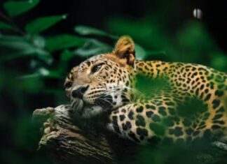 Registran por primera vez la presencia del jaguar en la Sierra Gorda de Guanajuato