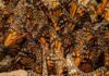 Mariposa monarca ocupa 64% más de superficie de bosque en México