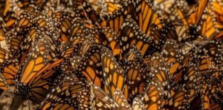 Mariposa monarca ocupa 64% más de superficie de bosque en México