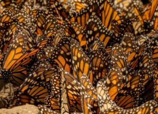 Mariposa monarca ocupa 64% más de superficie de bosque en México