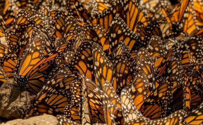 mariposas-monarca-1024x631