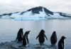 Costa de la Antártida perdió más 12 mil 800 kilómetros cuadrados de hielo en 30 años