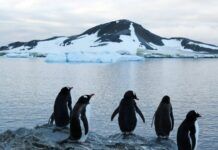 Costa de la Antártida perdió más 12 mil 800 kilómetros cuadrados de hielo en 30 años