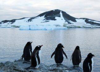 Costa de la Antártida perdió más 12 mil 800 kilómetros cuadrados de hielo en 30 años