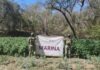 Marina destruye plantíos de marihuana e incauta 4 mil litros de precursores químicos en Sinaloa