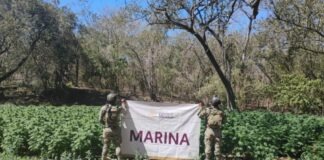 Marina destruye plantíos de marihuana e incauta 4 mil litros de precursores químicos en Sinaloa