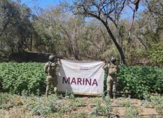 Marina destruye plantíos de marihuana e incauta 4 mil litros de precursores químicos en Sinaloa