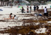 Temporada de sargazo se adelantó este año en Quintana Roo