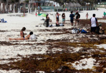 Temporada de sargazo se adelantó este año en Quintana Roo