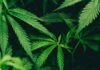 Sin pruebas de que el cannabis medicinal sea eficaz para depresión o ansiedad