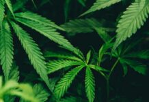 Sin pruebas de que el cannabis medicinal sea eficaz para depresión o ansiedad