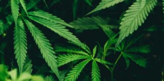 Sin pruebas de que el cannabis medicinal sea eficaz para depresión o ansiedad