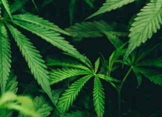 Sin pruebas de que el cannabis medicinal sea eficaz para depresión o ansiedad