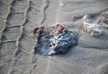 Fuga en oleoducto provocó derrame de crudo en el Golfo de México: Pemex