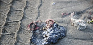 Fuga en oleoducto provocó derrame de crudo en el Golfo de México: Pemex