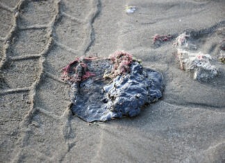 Fuga en oleoducto provocó derrame de crudo en el Golfo de México: Pemex