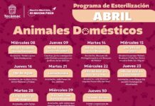 Gobierno de la alcaldesa Rosi Wong fortalece jornadas de esterilización gratuitas en Tecámac con unidad móvil única en el Edomex