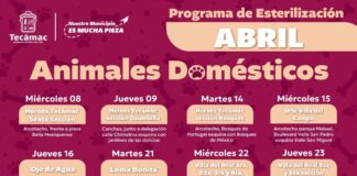 Gobierno de la alcaldesa Rosi Wong fortalece jornadas de esterilización gratuitas en Tecámac con unidad móvil única en el Edomex