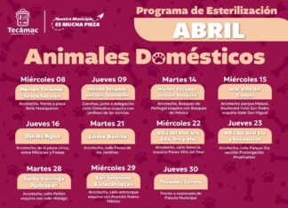 Gobierno de la alcaldesa Rosi Wong fortalece jornadas de esterilización gratuitas en Tecámac con unidad móvil única en el Edomex