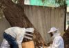 Gobierno de la alcaldesa Rosi Wong refuerza acciones de protección ambiental con exitosa reubicación de colonia de abejas