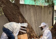 Gobierno de la alcaldesa Rosi Wong refuerza acciones de protección ambiental con exitosa reubicación de colonia de abejas