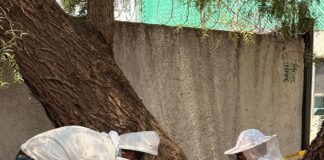 Gobierno de la alcaldesa Rosi Wong refuerza acciones de protección ambiental con exitosa reubicación de colonia de abejas