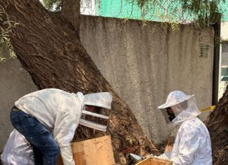 Gobierno de la alcaldesa Rosi Wong refuerza acciones de protección ambiental con exitosa reubicación de colonia de abejas