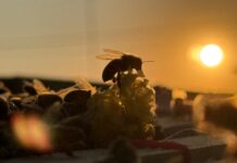 Gobierno de la alcaldesa Rosi Wong refuerza acciones a favor del medio ambiente de Tecámac con rescate de especies y recuperación de áreas verdes