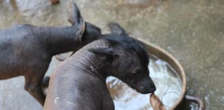 Diputados aprueban crear Día Nacional del Xoloitzcuintle