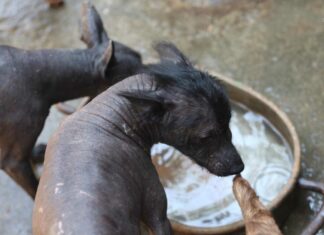 Diputados aprueban crear Día Nacional del Xoloitzcuintle