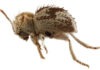 Descubren una nueva especie de ‘escarabajo araña’ en reserva de la costa sur de Perú