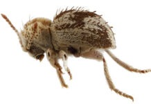 Descubren una nueva especie de ‘escarabajo araña’ en reserva de la costa sur de Perú