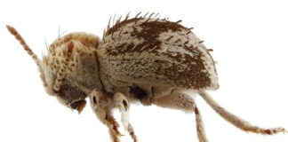 Descubren una nueva especie de ‘escarabajo araña’ en reserva de la costa sur de Perú