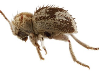 Descubren una nueva especie de ‘escarabajo araña’ en reserva de la costa sur de Perú