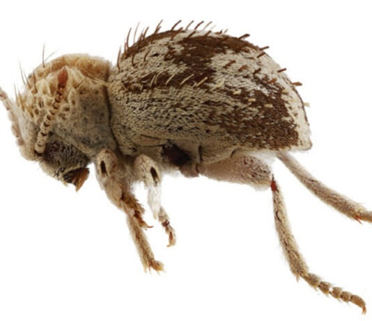 Descubren una nueva especie de ‘escarabajo araña’ en reserva de la costa sur de Perú