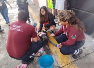 Protección de civil de Tecámac atiende incendio en vivienda del Fraccionamiento Sierra Hermosa