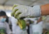 Jalisco establece Récord Guinness del guacamole más grande del mundo