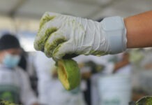 Jalisco establece Récord Guinness del guacamole más grande del mundo