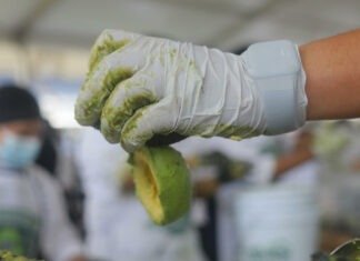 Jalisco establece Récord Guinness del guacamole más grande del mundo