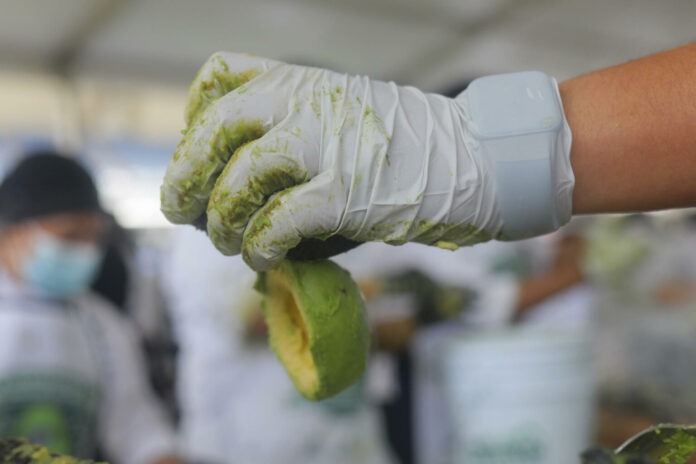 Jalisco logra la marca del guacamole más grande del mundo con uno de más de 12 toneladas