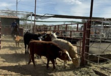 Detectan caso de gusano barrenador en Texas